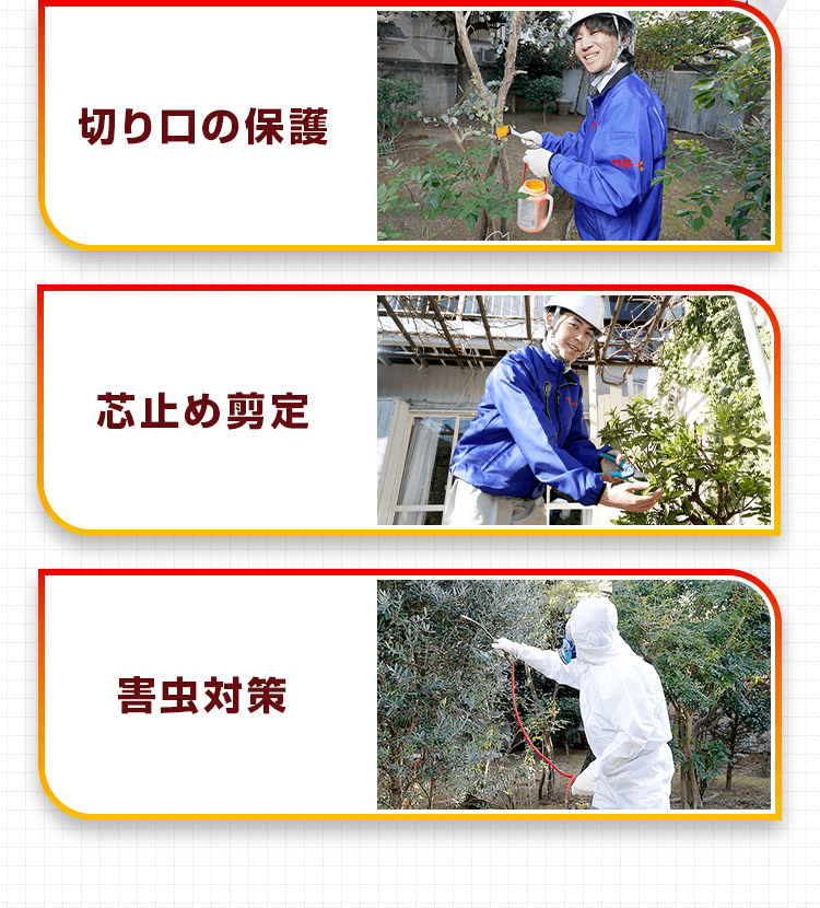 切り口の保護 芯止め剪定 害虫対策